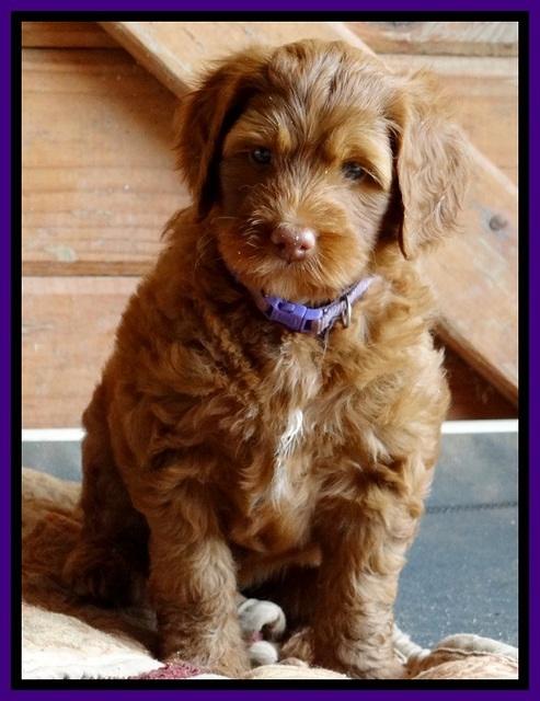 Dlucie Beckham pups 6 wks old 131