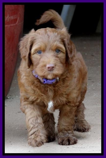 Dlucie Beckham pups 6 wks old 141