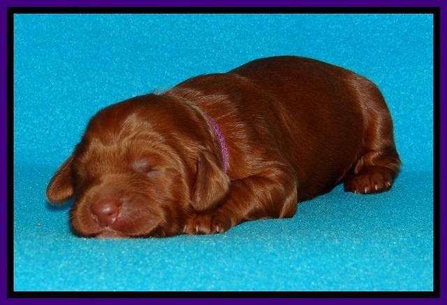 Dulcie Beckam pups 1 wk old 121
