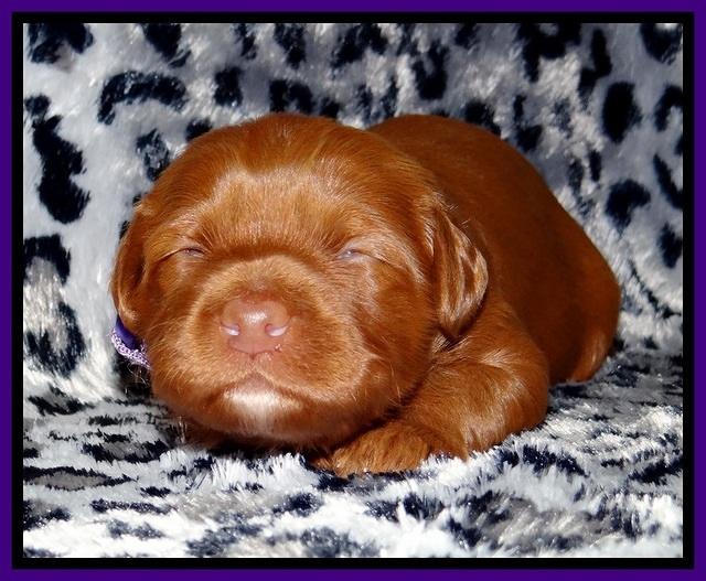 Dulcie Beckam pups 2 wks old 121