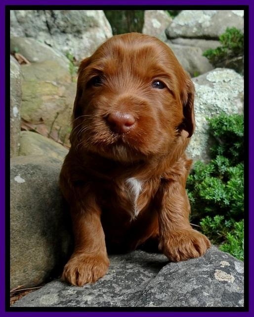 Dulcie Beckam pups 3 wks old 101