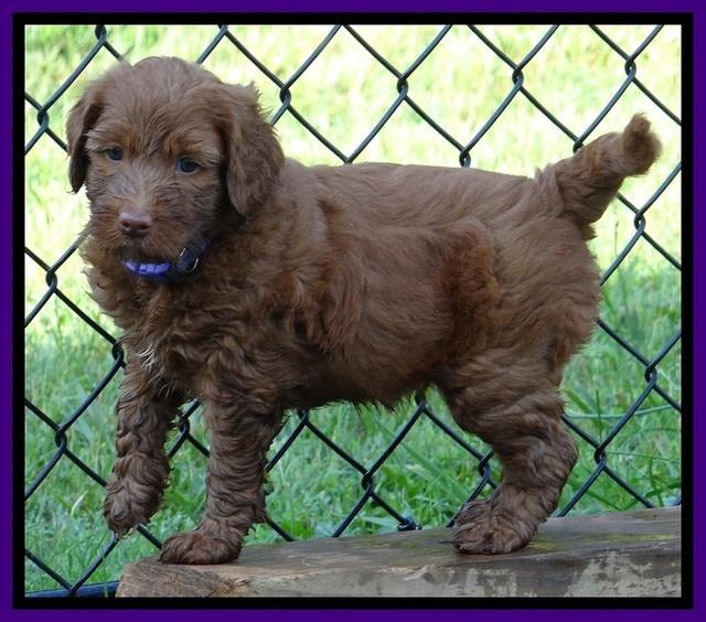 Dulcie Beckam pups 5 wks old 170