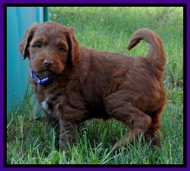 Dulcie Beckam pups 5 wks old 180