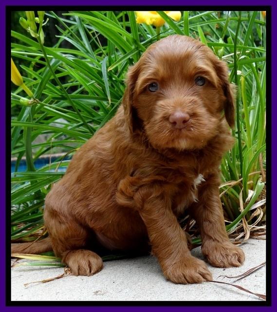 Dulcie Beckham pups 4 wks old 161