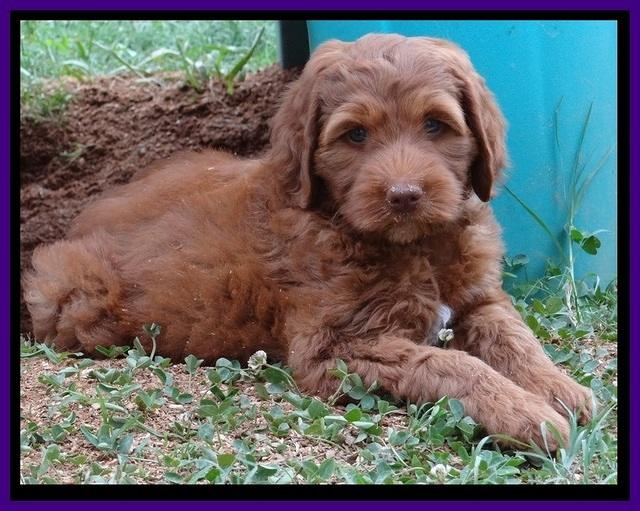 Dulcie Beckham pups 7 wks old 252