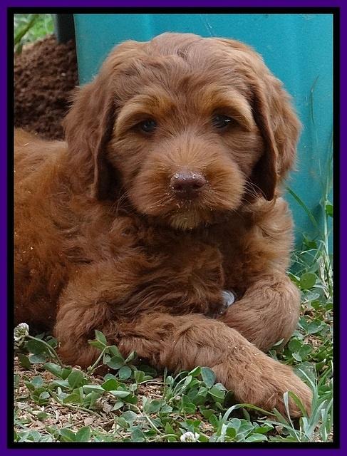 Dulcie Beckham pups 7 wks old 262