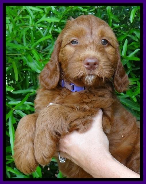 Dulcie Beckham pups 7 wks old 81