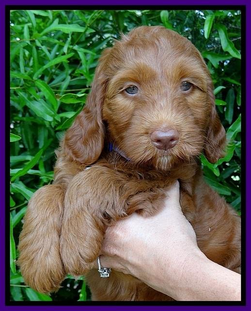 Dulcie Beckham pups 7 wks old 91