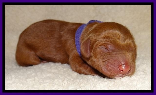 Dulcie Beckum pups newborn 41