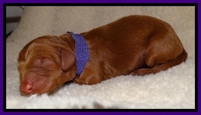 Dulcie Beckum pups newborn 61