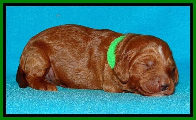 Dulcie Beckam pups 1 wk old 151