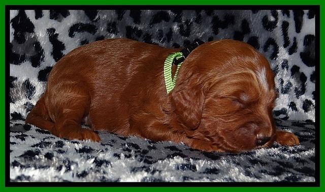 Dulcie Beckam pups 2 wks old 171