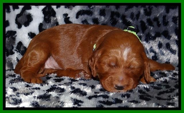 Dulcie Beckam pups 2 wks old 181
