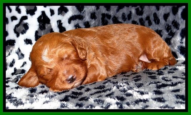 Dulcie Beckam pups 2 wks old 211