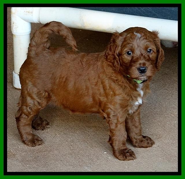Dulcie Beckam pups 5 wks old 30