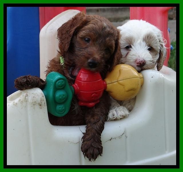 Dulcie Beckam pups 5 wks old 40