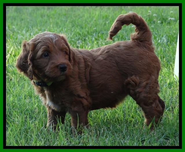 Dulcie Beckam pups 5 wks old 60