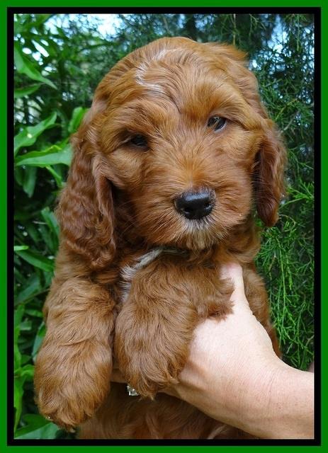 Dulcie Beckham pups 7 wks old 132