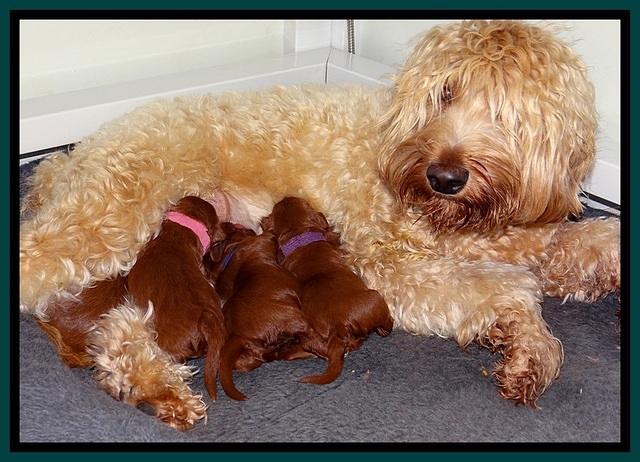 Dulcie Beckam pups 1 wk old 201