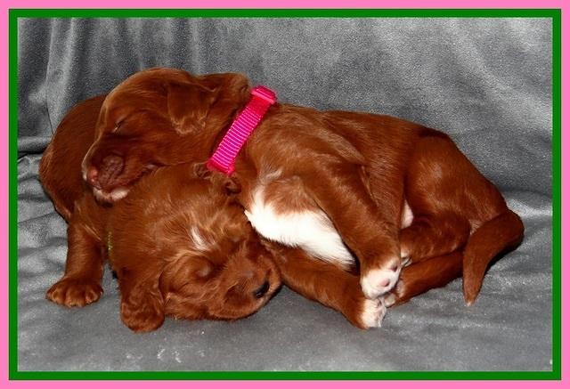 Dulcie Beckam pups 2 wks old 241