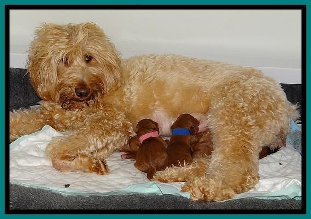 Dulcie Beckum pups newborn 131