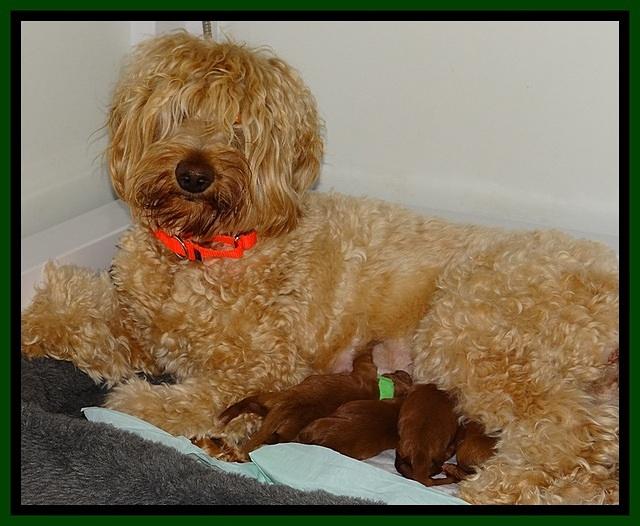 Dulcie Beckum pups newborn group11