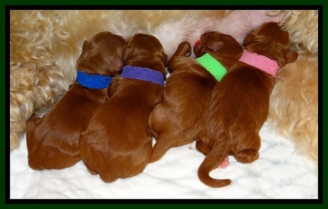 Dulcie Beckum pups newborn group21