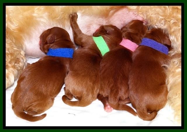 Dulcie Beckum pups newborn group31