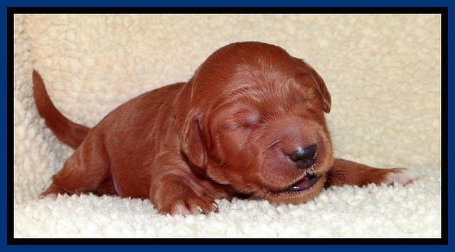 Tia Gus pups 1 wk old 11