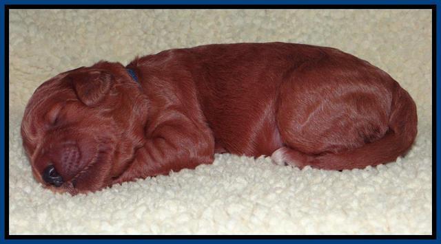 Tia Gus pups 1 wk old 20