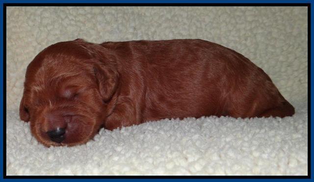 Tia Gus pups 1 wk old 30