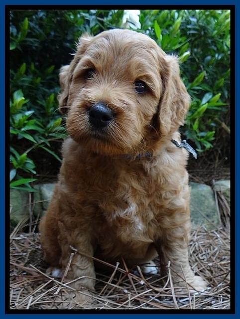 Tia Gus pups 5 wks old 20