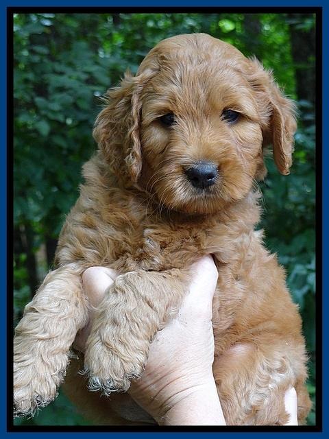 Tia Gus pups 6 wks old 131