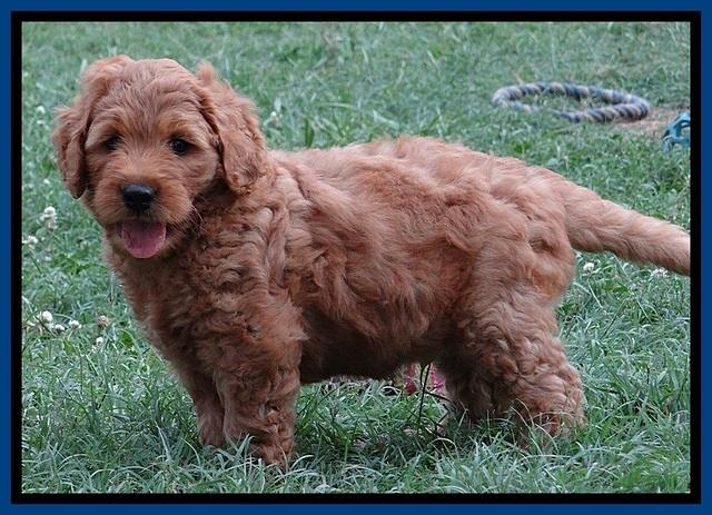 Tia Gus pups 7 wks old 91