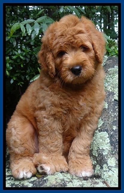 Tia Gus pups 8 wks old 82