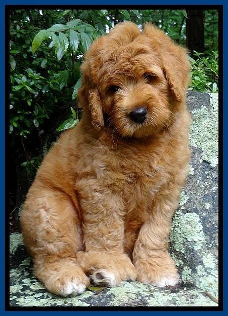 Tia Gus pups 8 wks old 92
