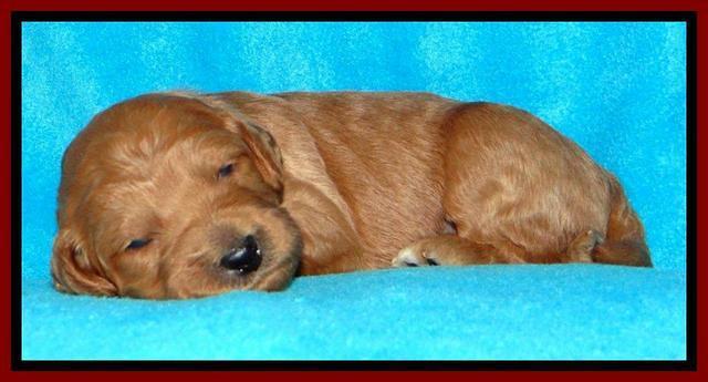 Tia Gus pups 2 wks old 210
