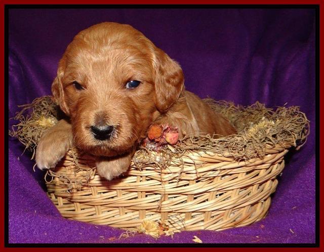 Tia Gus pups 3 wks old 151