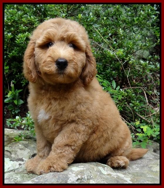 Tia Gus pups 9 wks old 012