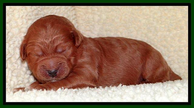 Tia Gus pups 1 wk old 41