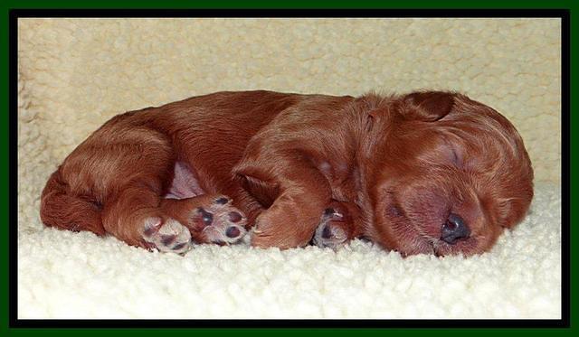 Tia Gus pups 1 wk old 61