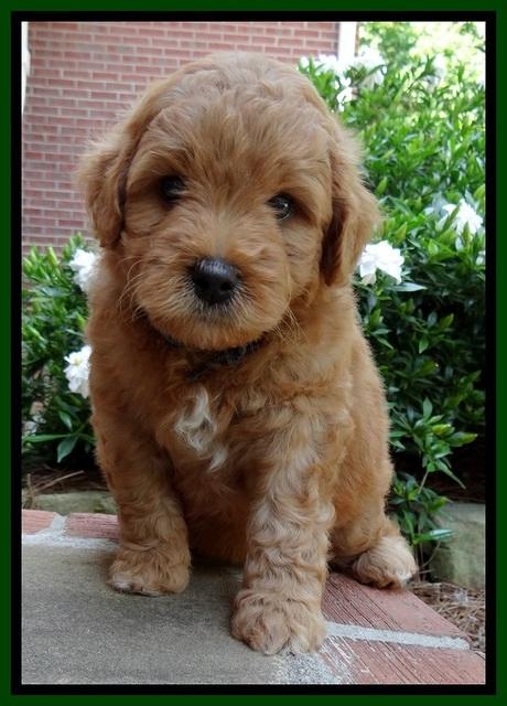 Tia Gus pups 5 wks old 110