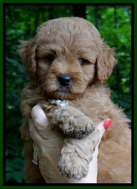 Tia Gus pups 6 wks old 11