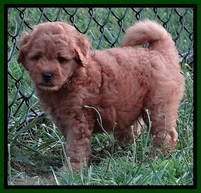 Tia Gus pups 7 wks old 281