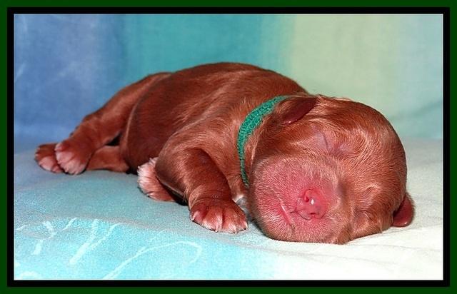Tia Gus pups newborn 81