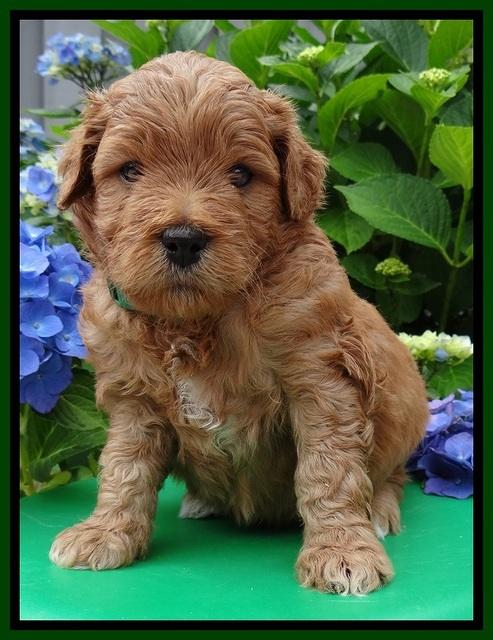 Tia and Gus 4 wks old 101