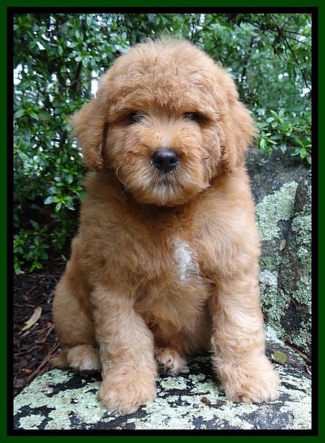 Tia gus green boy 8 wks old 21