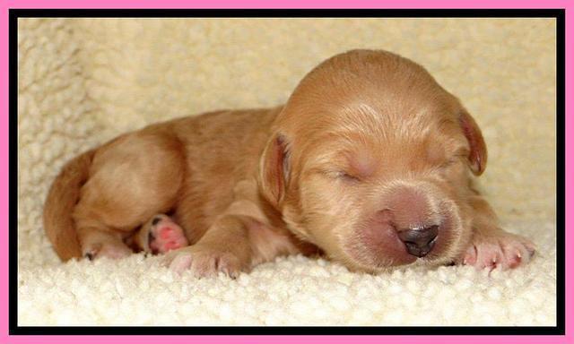 Tia Gus pups 1 wk old 91