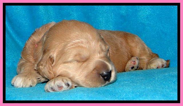 Tia Gus pups 2 wks old 130