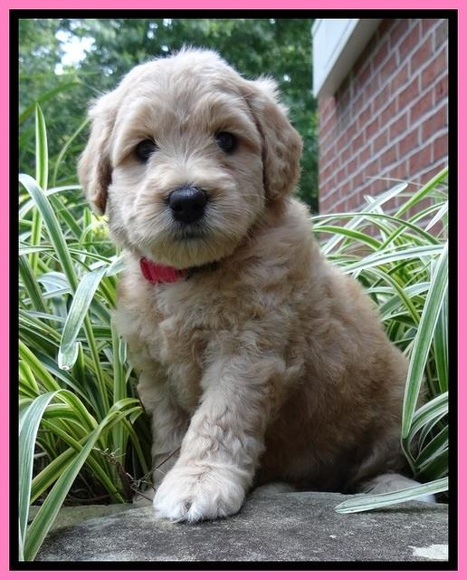 Tia Gus pups 5 wks old 140